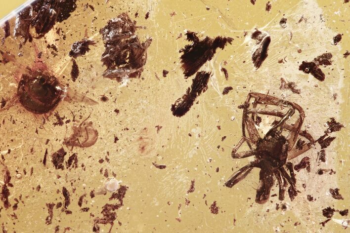 Detailed Fossil Spider (Araneae) & Snail Shell In Baltic Amber - Rare! #296971